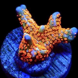 WYSIWYG 8E Bubblegum Montipora