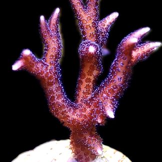WYSIWYG 17F Pink Seriatopora Hysterix Frag