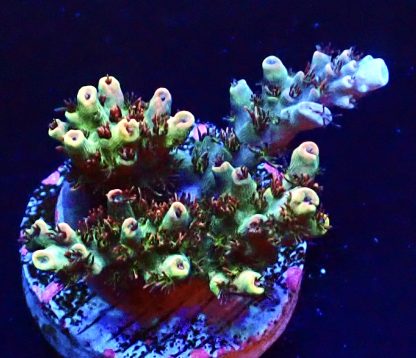 WYSIWYG 24E Dragon's Breath Acropora Frag   ***NEW***
