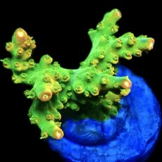 WYSIWYG 21G Rainbow Loom Acropora