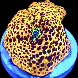 Lepoard Print Discosoma Mushroom
