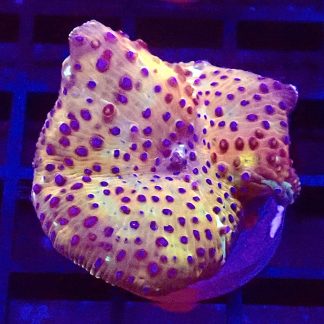 WYSIWYG Ultra Discosoma Mushroom A1