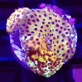 WYSIWYG Ultra Discosoma Mushroom A2