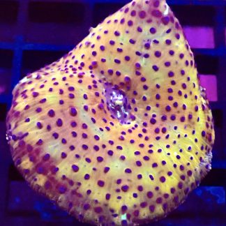 WYSIWYG Ultra Discosoma Mushroom A3
