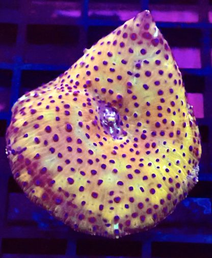 WYSIWYG Ultra Discosoma Mushroom A3