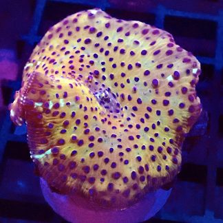 WYSIWYG Ultra Discosoma Mushroom A4