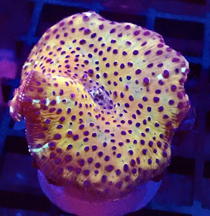 WYSIWYG Ultra Discosoma Mushroom A4
