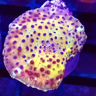 WYSIWYG Ultra Discosoma Mushroom A5