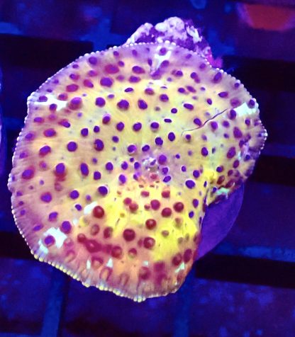 WYSIWYG Ultra Discosoma Mushroom A5