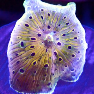 WYSIWYG Ultra Discosoma Mushroom A6