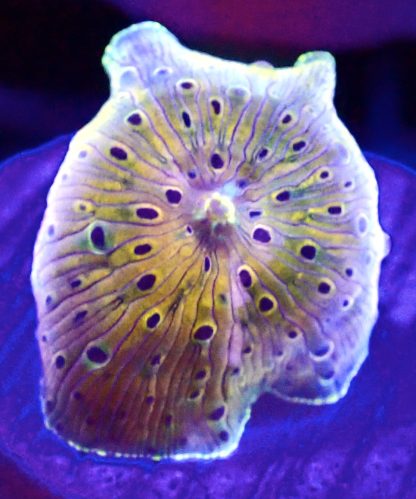 WYSIWYG Ultra Discosoma Mushroom A6
