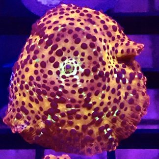 WYSIWYG Ultra Discosoma Mushroom A7