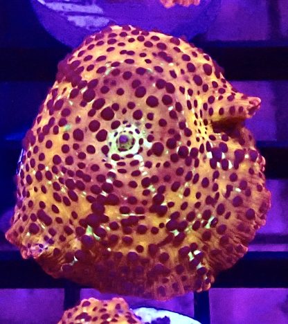 WYSIWYG Ultra Discosoma Mushroom A7