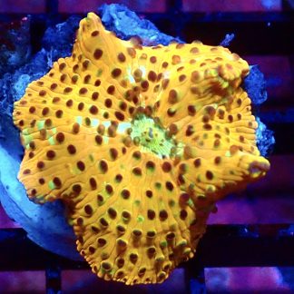 WYSIWYG Ultra Discosoma Mushroom A8