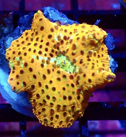 WYSIWYG Ultra Discosoma Mushroom A8