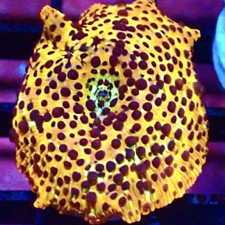 WYSIWYG Ultra Discosoma Mushroom A9