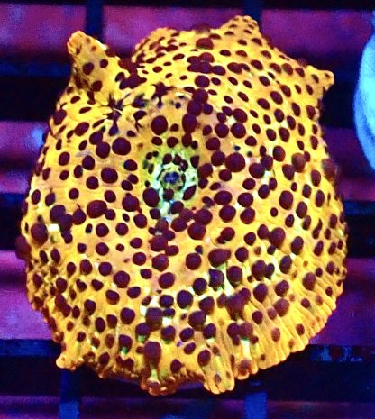 WYSIWYG Ultra Discosoma Mushroom A9