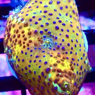 WYSIWYG Ultra Discosoma Mushroom A10