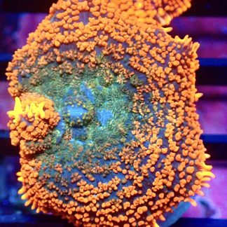 WYSIWYG Ultra Rhodactis Mushroom A11