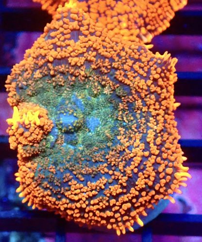 WYSIWYG Ultra Rhodactis Mushroom A11