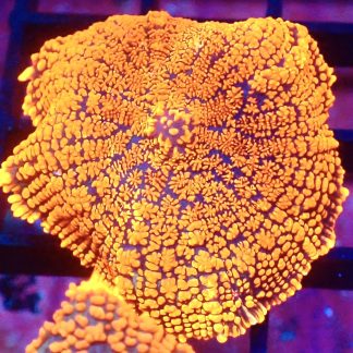 WYSIWYG Ultra Rhodactis Mushroom A12
