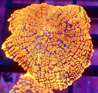 WYSIWYG Ultra Rhodactis Mushroom A12