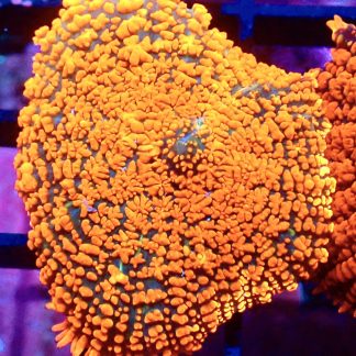 WYSIWYG Ultra Rhodactis Mushroom A13