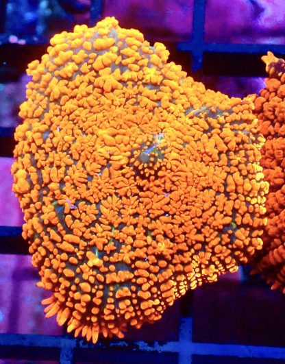 WYSIWYG Ultra Rhodactis Mushroom A13