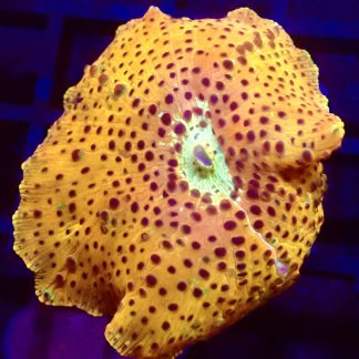 WYSIWYG Ultra Discosoma Mushroom A14