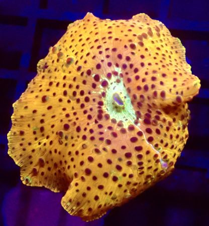 WYSIWYG Ultra Discosoma Mushroom A14