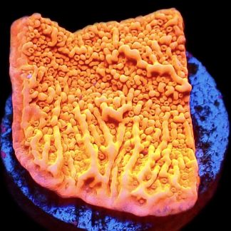 WYSIWYG 9B Orange Plating Montipora Frag