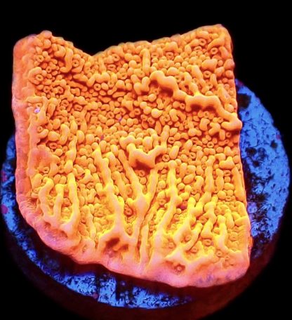 WYSIWYG 9B Orange Plating Montipora Frag