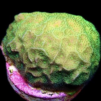 WYSIWYG 10i Neon Green Psammocora Frag