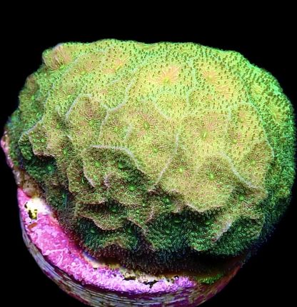 WYSIWYG 10i Neon Green Psammocora Frag