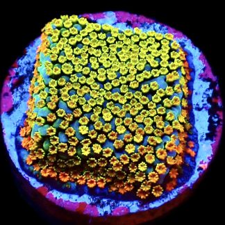 WYSIWYG 7F Rainbow Montipora