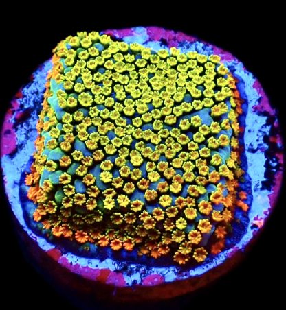 WYSIWYG 7F Rainbow Montipora