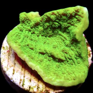 WYSIWYG 16C Toxic Lime Plating Montipora Frag