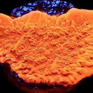WYSIWYG 16B Orange Plating Montipora Frag
