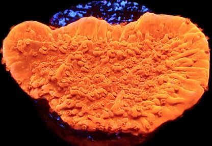 WYSIWYG 16B Orange Plating Montipora Frag