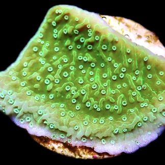 WYSIWYG 18B Pink Rim Emerald Plating Montipora