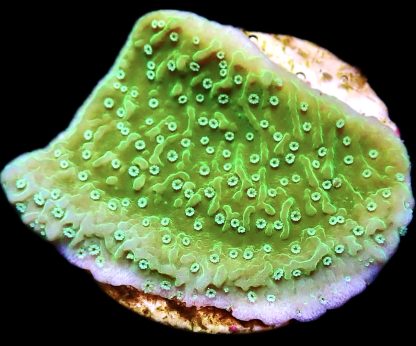 WYSIWYG 18B Pink Rim Emerald Plating Montipora