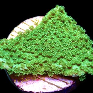 WYSIWYG 18D Bright Green Goblin Montipora Frag