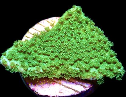 WYSIWYG 18D Bright Green Goblin Montipora Frag