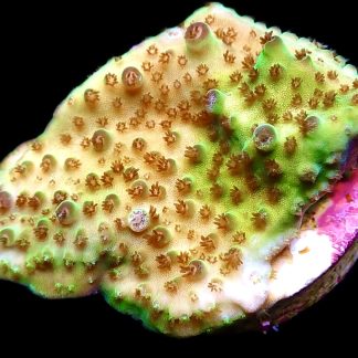 WYSIWYG 20B Tabling Acropora