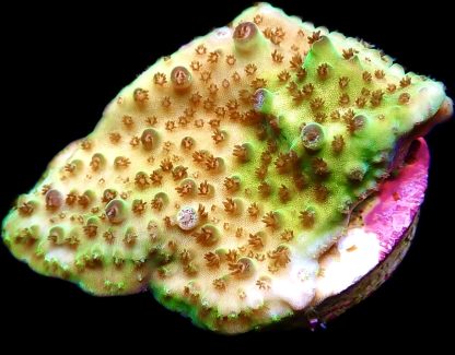 WYSIWYG 20B Tabling Acropora