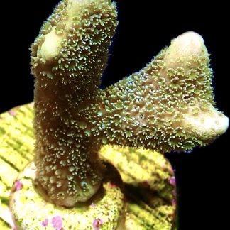 WYSIWYG 11G Lemon/Lime Montipora Digitata