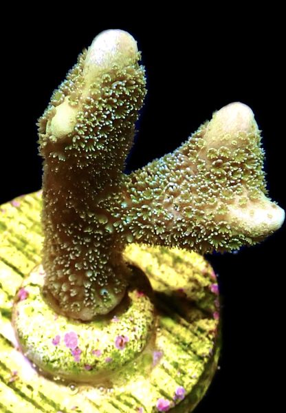 WYSIWYG 11G Lemon/Lime Montipora Digitata
