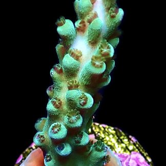 WYSIWYG 11i Turquoise Staghorn Acropora