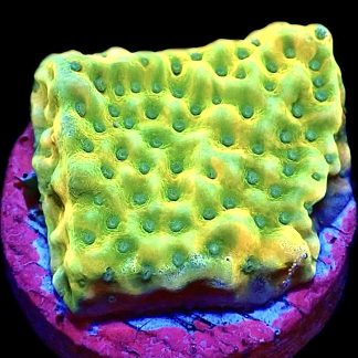 WYSIWYG 20A Kung Pao Montipora Frag