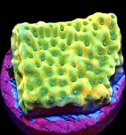 WYSIWYG 20A Kung Pao Montipora Frag